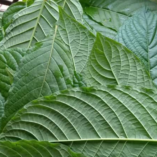 Welche Bedeutung haben die Kratom Farben?