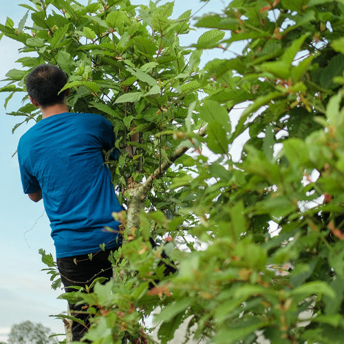 Wissenswertes über Kratom